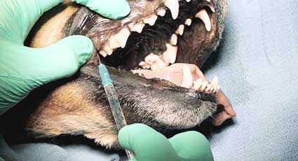 Igienizare dentara - proceduri veterinare