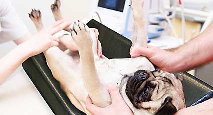 Imagistica - proceduri veterinare